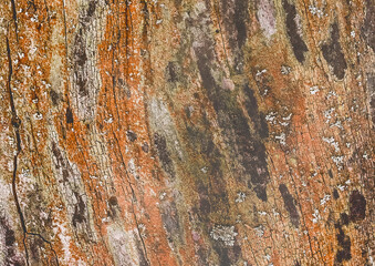 Texture old bark tree brown orange wood surface color abstract pattern background nature