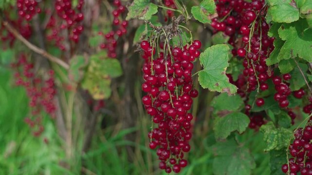 Ripe red currants hang on the branch, glistening in the sunlight. A close-up view of the bush with green leaves.