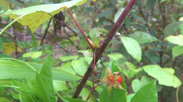 Ants feast on sweet cutanic secretions on a cloudy, foggy day. Mountain cloud forest, hylea creating most productive ecosystem. Malaysia, Borneo