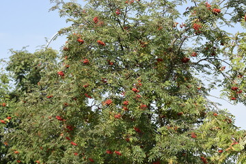 Rowan is a pearl of the park landscape