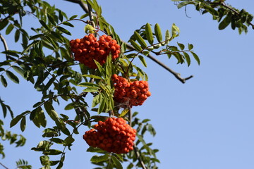 Juicy red rowan berries on a branch