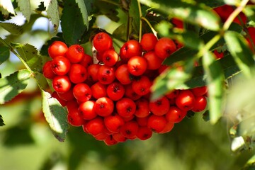Juicy red rowan berries on a branch