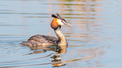 great crested grebe