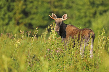 Łoś (Alces alces) moose © Bartosz Rakoczy