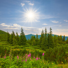 green mountain valley with forest at the bright sunny day
