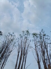 Tall Trees Against Blue Sky with Clouds