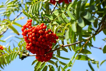 Juicy red rowan berries on a branch