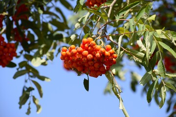 Juicy red rowan berries on a branch