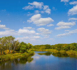 Fototapeta premium calm river with forest on the coast under blue cloudy sky