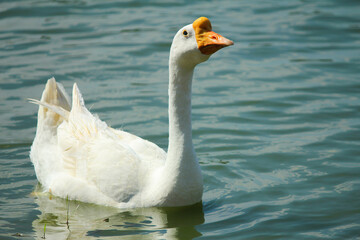 White swan on the water
