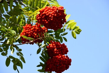 Juicy red rowan berries on a branch
