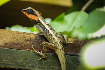 Oriental Garden Lizard with Bright Orange Head Resting on Wooden Plank in Natural Habitat
