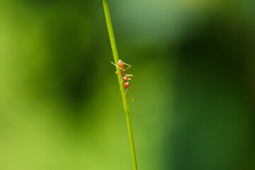 Weaver ant climbing on green grass blade with blurred natural background.
