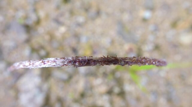 The ear of grain, spikelet bent into an arc under the weight of the dew. Metallic ebb plant, iron ear. Borneo