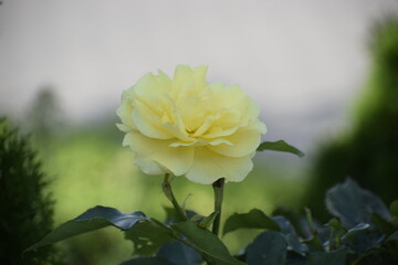 Fototapeta premium Warmth of summer in a yellow rose
