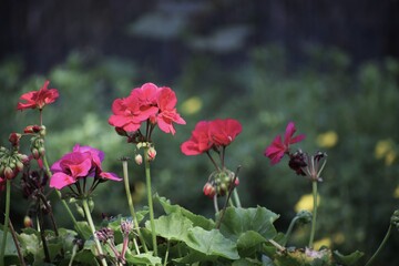 Obraz premium Pelargonium flower, a bright ornamental plant from the geranium family