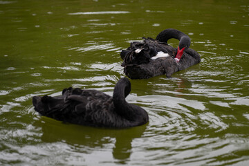 Two black swans swimming on water and preening their feathers.