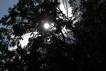 Fototapeta premium sun through the trees
