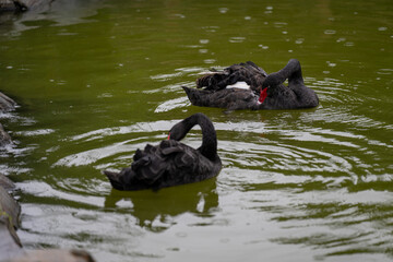 Two black swans swimming on water and preening their feathers.