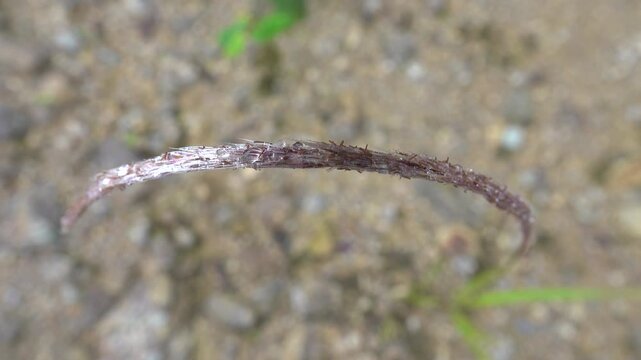 The ear of grain, spikelet bent into an arc under the weight of the dew. Metallic ebb plant, iron ear. Borneo