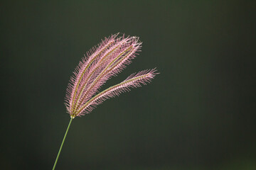 Close-up of wild grass flower isolated on dark green background. Perfect for natural background, simplicity, or peaceful design elements.