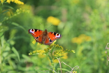 Peacock butterfly on a yellow flower