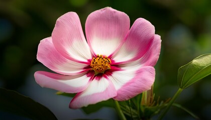 Obraz premium a pink flower with a white center