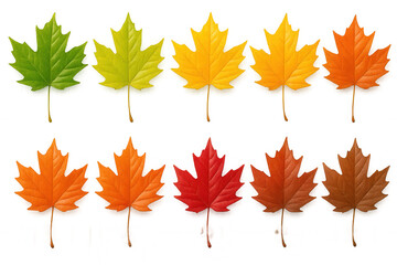 Vibrant maple leaves transitioning through autumn color palette, arranged on clean transparent backdrop