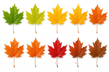 Vibrant maple leaves transitioning through autumn color palette, arranged on clean transparent backdrop