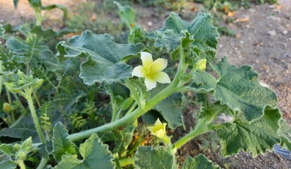 photos of wild plants and medicinal plants