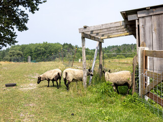 Sheep Standing Near Wooden Shed on a Sunny Pasture