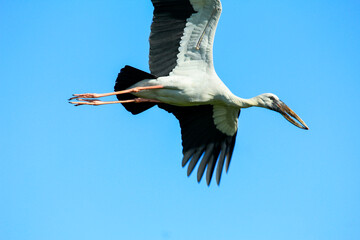 Asian Openbill Stork flying in clear blue sky, showcasing large wings and long beak in natural flight posture. Ideal for nature, birdwatching, and environmental content.