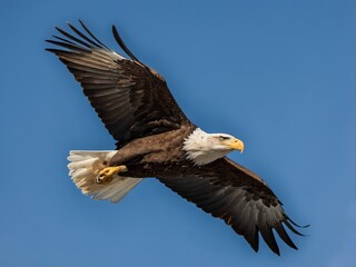Majestic Bald Eagle Soaring Through Blue Sky