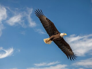 Obraz premium Majestic Bald Eagle Soaring Through Blue Sky