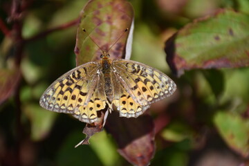 A butterfly in summer, Sainte-Apolline, Québec, Canada