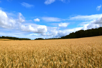 A wheat field in summer, Québec, Canada