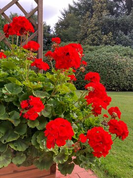 Rote Geranien in Einpflanzung im Garten