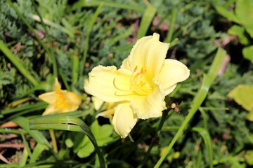 Light yellow lily on a daylily bush in a flowerbed in a garden on a sunny summer day - horizontal color photo, close-up