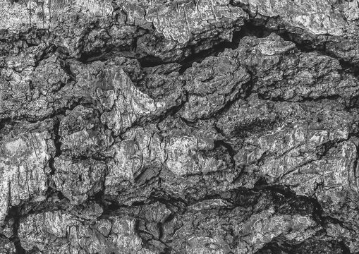 Grey tree bark embossed texture pattern abstract nature background