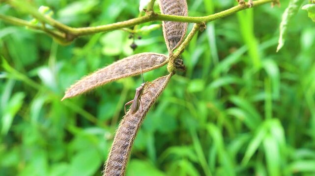 A predatory bug (Hemiptera) sits on a plant with unusual bristly (setaceous)leaves