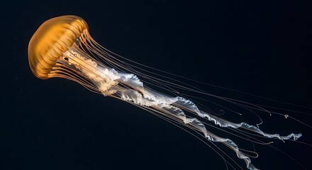 Orange jellyfish underwater dark background.