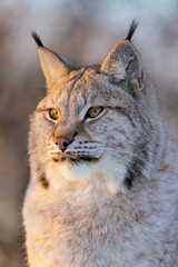 Fototapeta premium Close-up of lynx in natural habitat