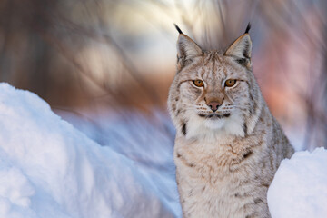 Lynx in snow-covered wilderness
