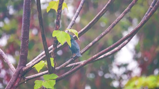 Starling Aplonis, Sturnidae in tropical forest. Borneo