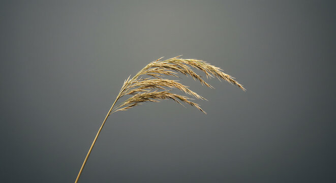 Delicate dry grass plume gracefully swaying against a moody, overcast sky, evoking natural beauty and tranquility.