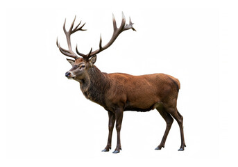 Obraz premium Red deer stag on white background