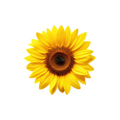 Fototapeta premium Single Sunflower Petal with Bright Yellow Floral Detail Isolated on White Background