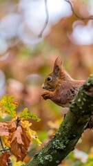 Red squirrel eating on a branch in autumn foliage