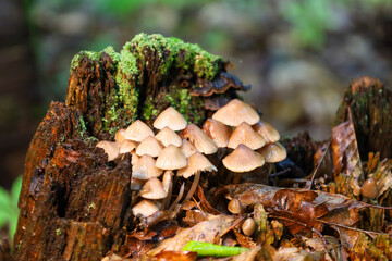 A cluster of small mushrooms with light-colored bell-shaped caps grows densely on an old wooden stump covered in bright green moss.