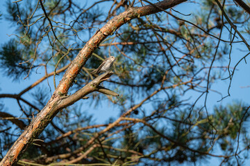 Forest Songbird: A Small Flycatcher Perched on a Sunny Pine Branch